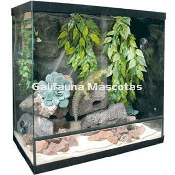Terrario de cristal Reptiselva. Varias medidas. - Imagen 1