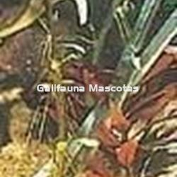 Tijera podadora para acuarios de 25 cm de largo - Imagen 2